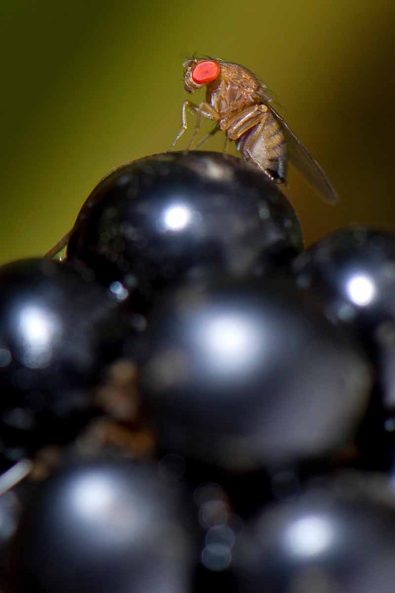 Organic Control of the Spotted Wing Drosophila (Drosophila suzukii) on a cluster of grapes.