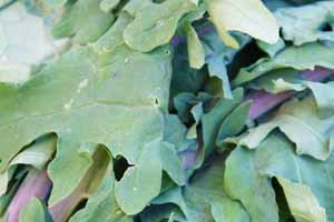 Close up of harvested perpetual kale leaves.