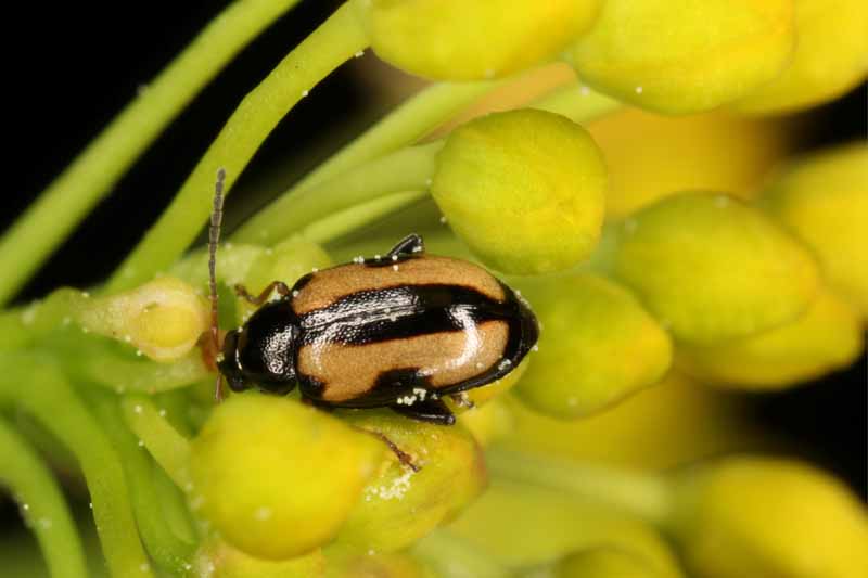 Phyllotreta nemorum, the turnip flea beetle or yellow-striped flea beetle on turnip vegetation.