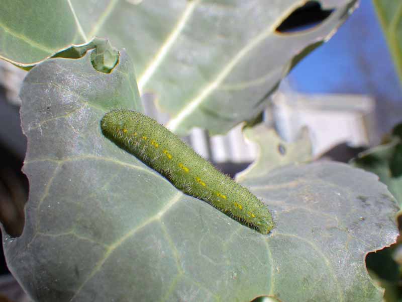 Pieris rapae larvae feeding on a brassica leaf.