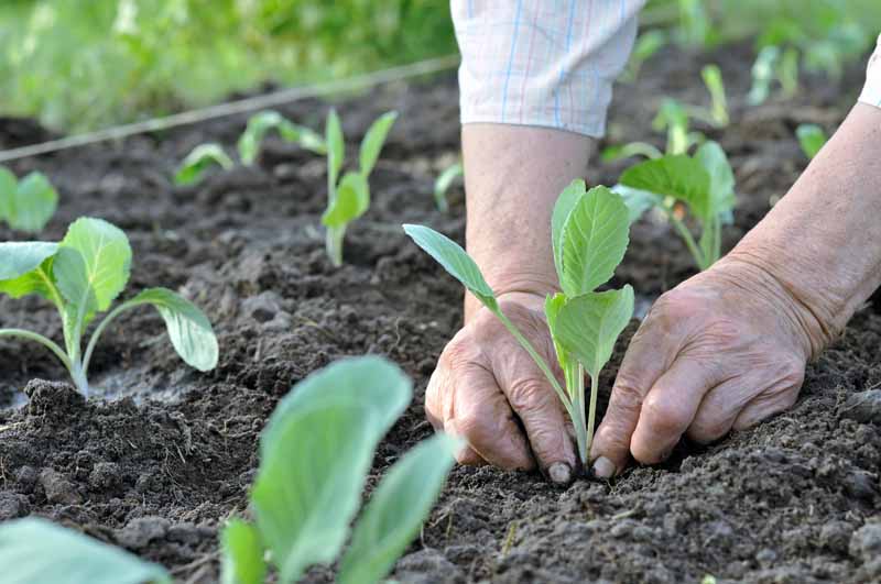 How To Plant Cabbage How To Plant And Grow Cabbage YAZEGZ How To Plant Cabbage How To Plant And Grow Cabbage YAZEGZ