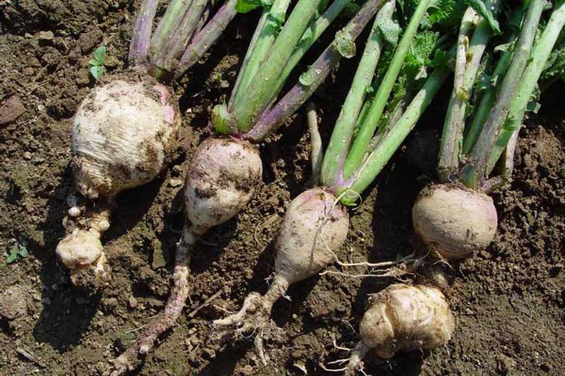 Plasmodiophora brassicae or club root on turnip roots