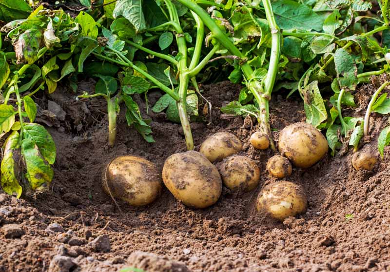 potatoes plant growing many grow garden planting per potato succession harvest where late early season continual crops harvests varieties taste