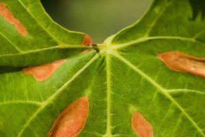 How to Prevent Pierce’s Disease on Grapevines