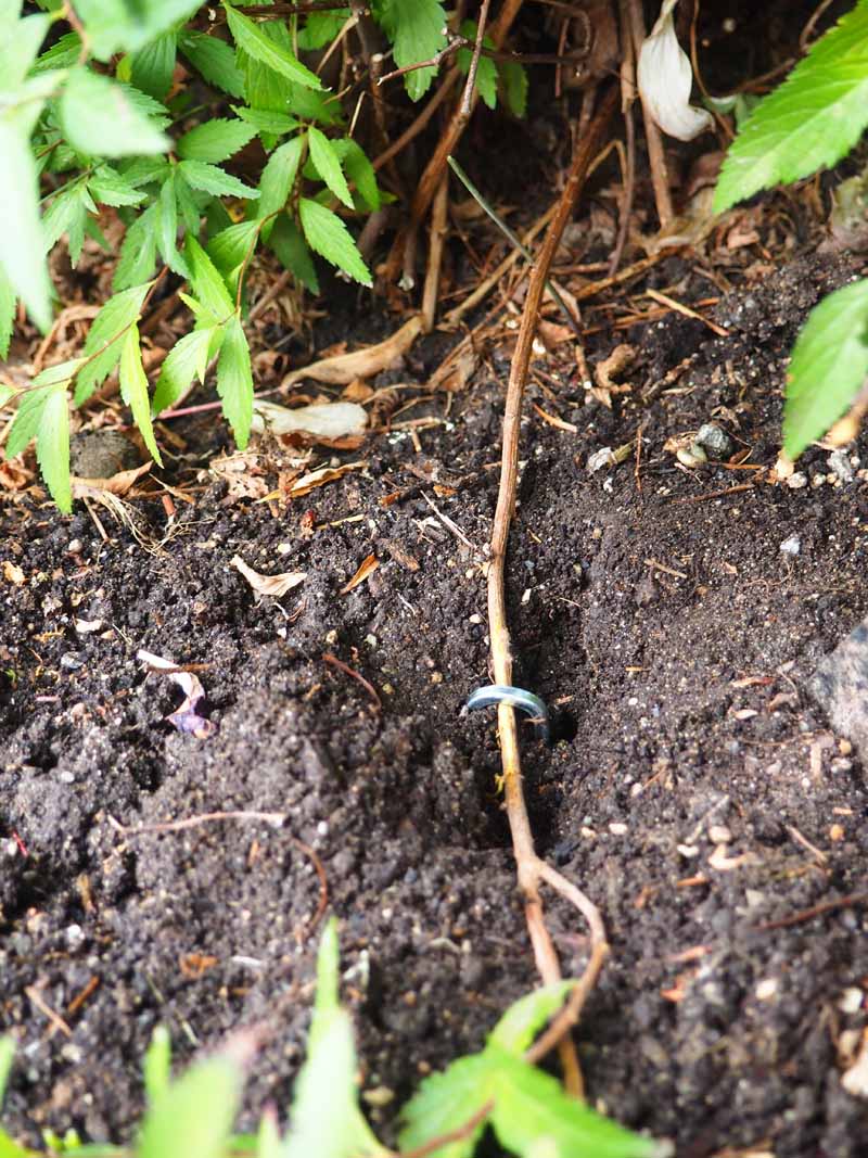 A small branch of a spirea bush is bent and layed along the earth to form roots via the ground layering technique.