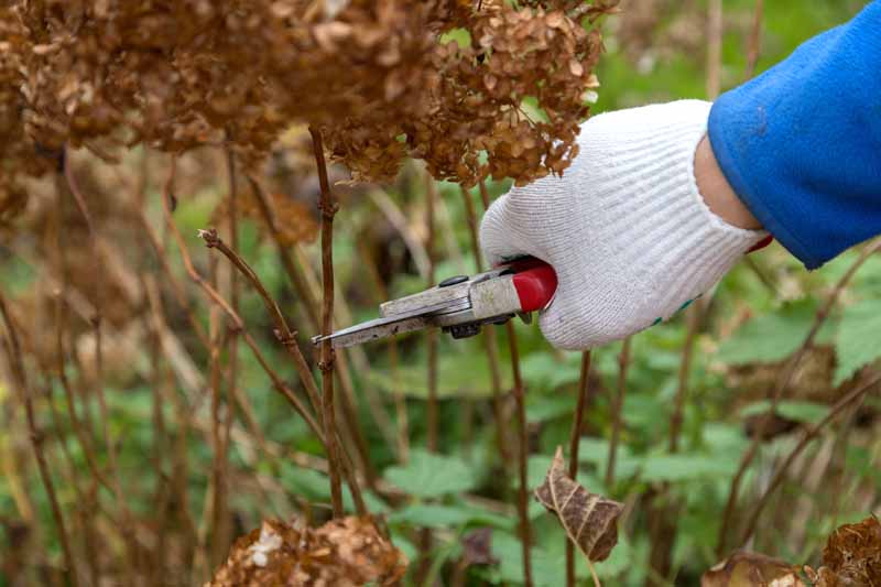 Pruning of hydrangea in the fall with a pair of hand clippers.