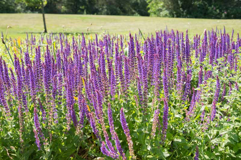 A close up horizontal image of a stand of purple salvia in bloom in the early autumn.