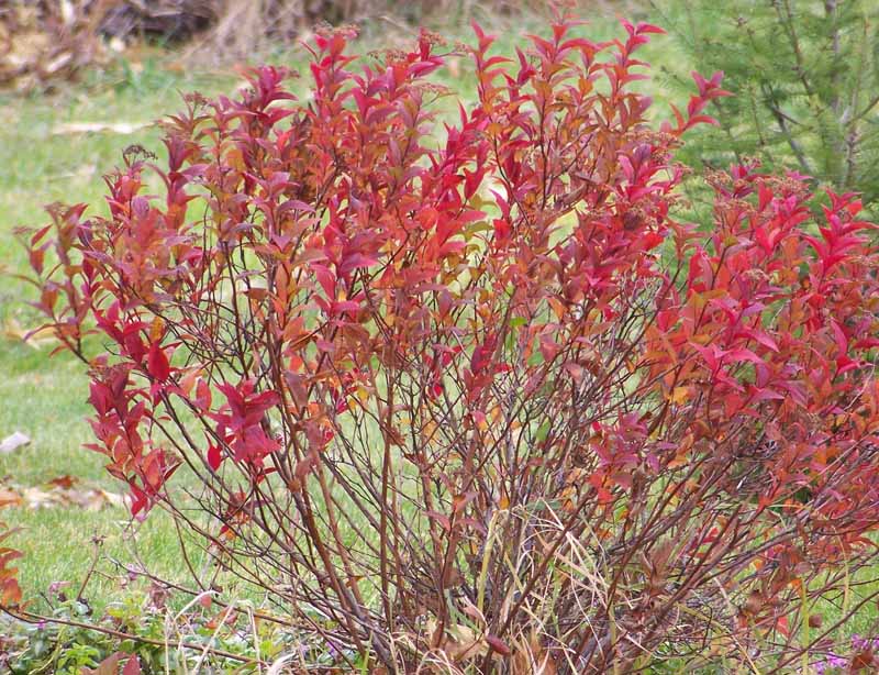 A spirea bush in the autumn displaying dark read leaves and woody stems.