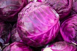 Heads of harvested red cabbage stacked in a pile.
