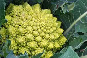 A close up Romanesco broccoli growing in a vegetable garden.