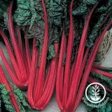 How to Plant and Grow Swiss Chard | Gardener's Path