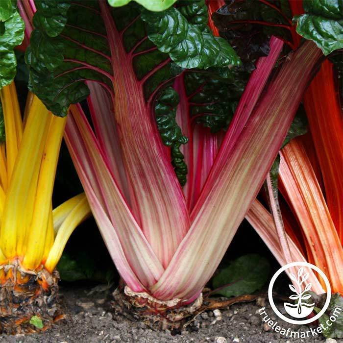 Rainbow Swiss Chard Seeds (non-GMO/Chemical Free) - Davenport Garden Centre