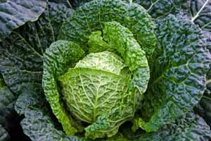 Top down view of a head of savoy cabbage growing in a vegetable garden.