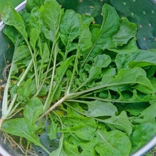 Top down view of harvested Seven Top turnip leaves.