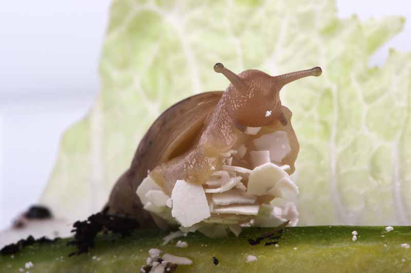 Macro shot of a slug with crushed eggshell stuck to its body.