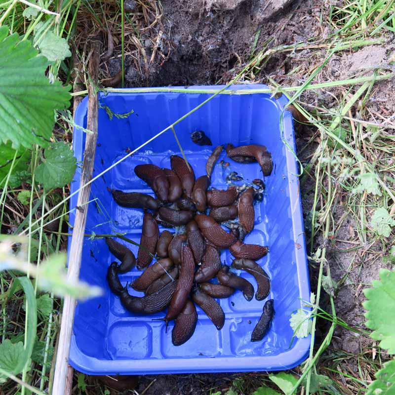 A large number of brown slugs caught in rectangular beer trap set in blue rectangular tub inset into the earth.
