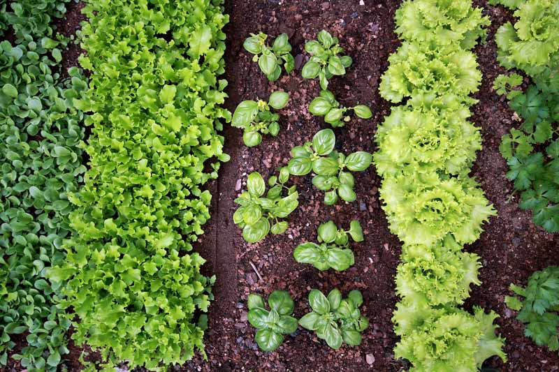 Top down view of a veggie garden filled with different kinds of lettuces and spinach.