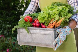 A woman holds a box of fresh veggies she harvested from her garden. Torso shot of arms hold box of vegetables.