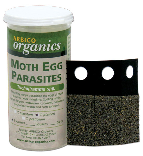 Trichogramma brassicae moth egg parasites packaged in a can. On a white, isolated background.