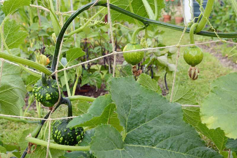 Warty and smooth gourds growing on a trellis made of twine.