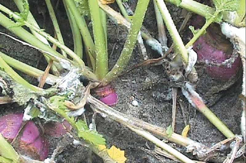 White Mold (Sclerotinia sclerotiorum) on turnip roots and stems