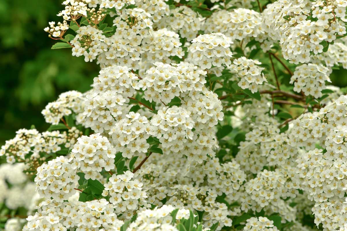 White flower clusters of Spiraea betulifolia in bloom in the summer.