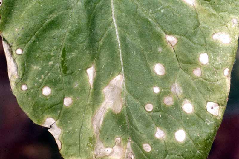 Top down view of a turnip leaf infected with white leaf spot (Cercospora brassicicola).