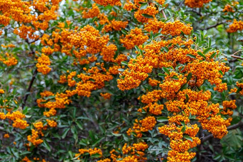 Pyracantha or firethorn shrub with a colorful display of orange berries in the autumn.