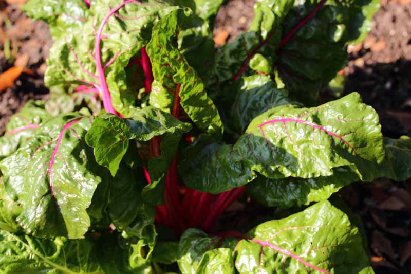 Diseased Swiss chard leaves that are wilted from fungal infection.