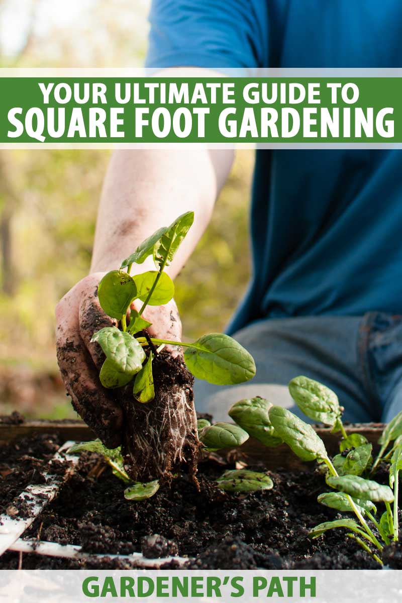 A close up vertical image of a male hand planting spinach in a square foot garden. To the top and bottom of the frame is green and white printed text.