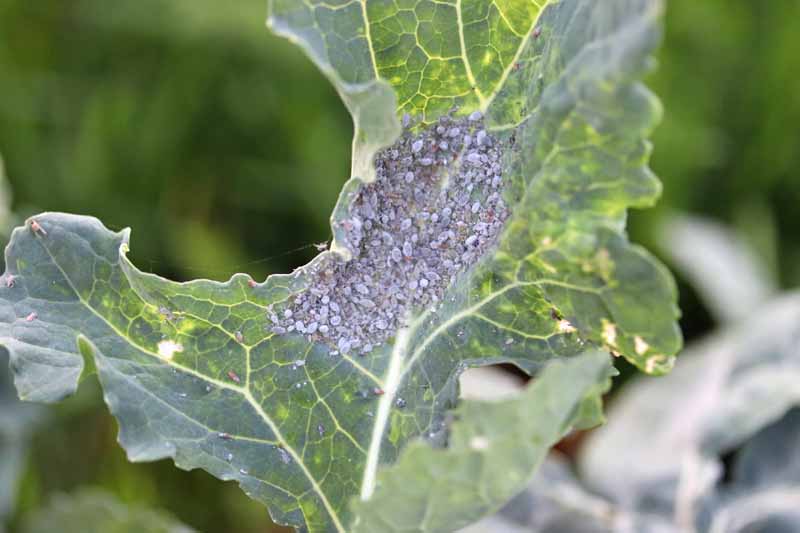 Gray-colored cabbage aphid (Brevicoryne brassicaea) colony on brassica leaf.