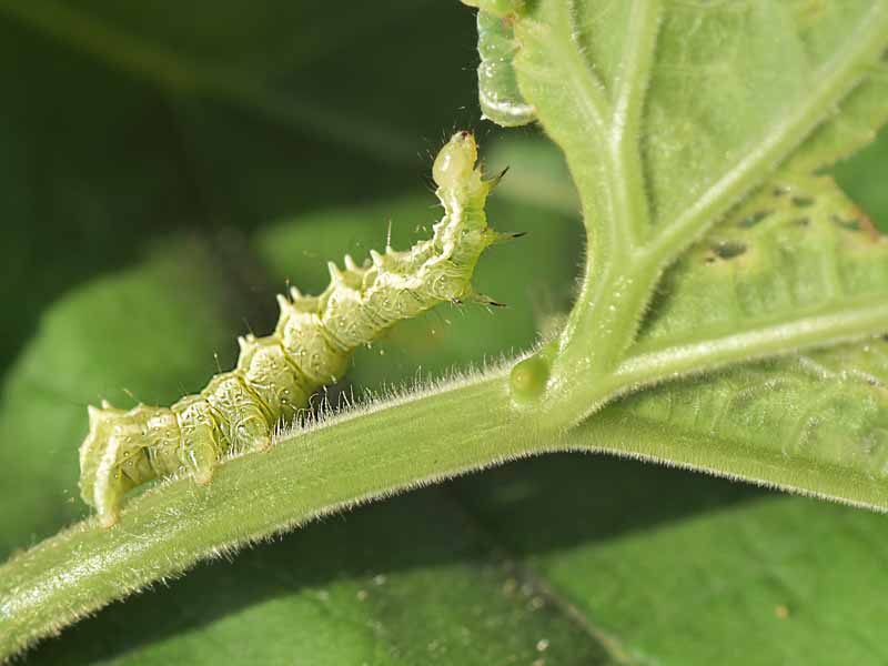 A caterpillar of the cabbage looper moth crawls doen a brassica leaf.
