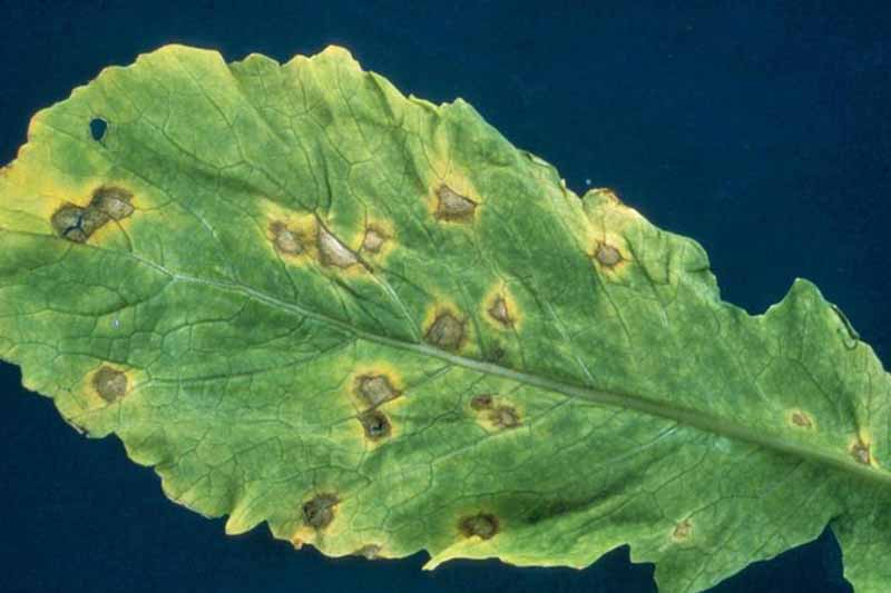 Top down view of white leaf spot (Cercospora brassicicola) on a turnip leaf.