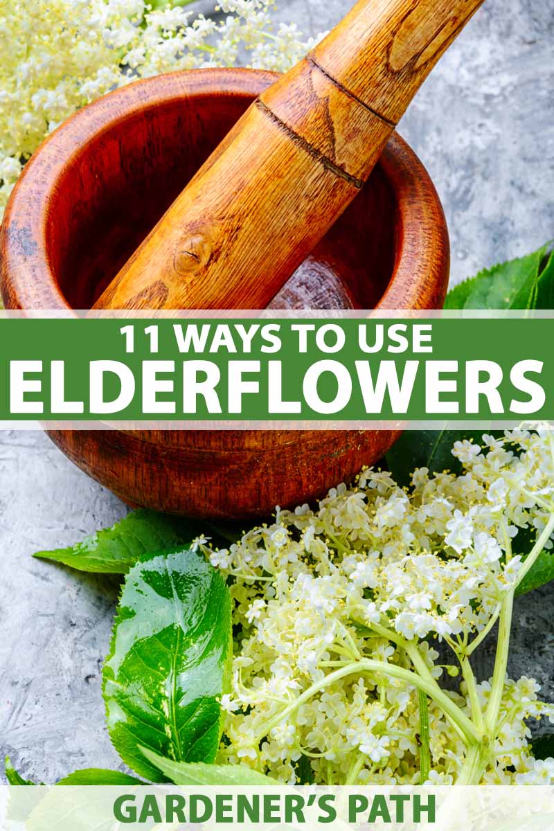 Harvest elderflowers with a wooden mortar and pestle.