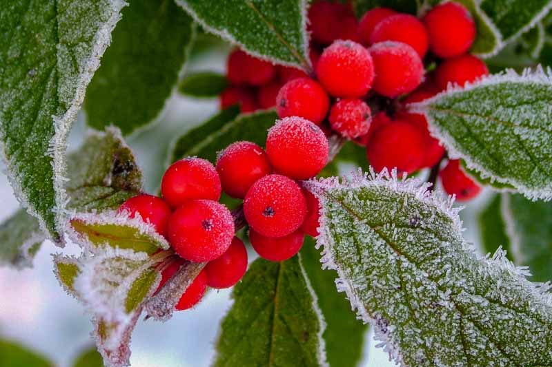 Close up of red berries from the winterberry holly covered in frost.