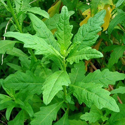 How to Grow and Use Epazote Herb - 69