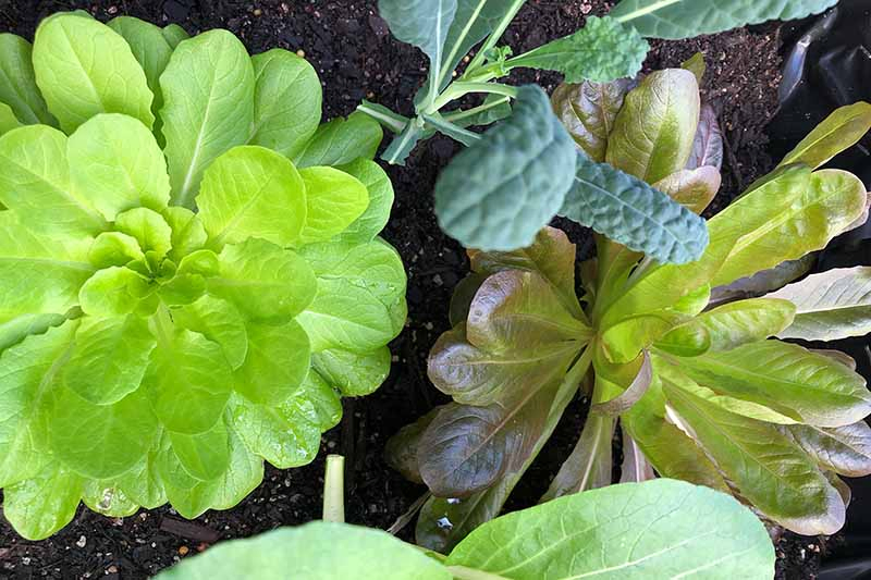 A close up of lettuce growing in soil. To the left of the frame, a bright green plant with small leaves, to the right of the frame, a plant with darker leaves. To the top of the frame is a young kale plant. The background is rich, dark soil.