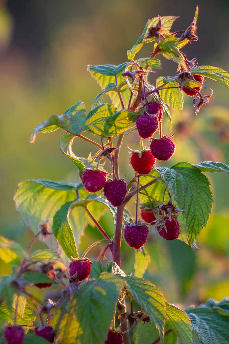 Close up of a raspberry bush, with ripe red fruit contrasting with the green leaves, with a soft focus green background.