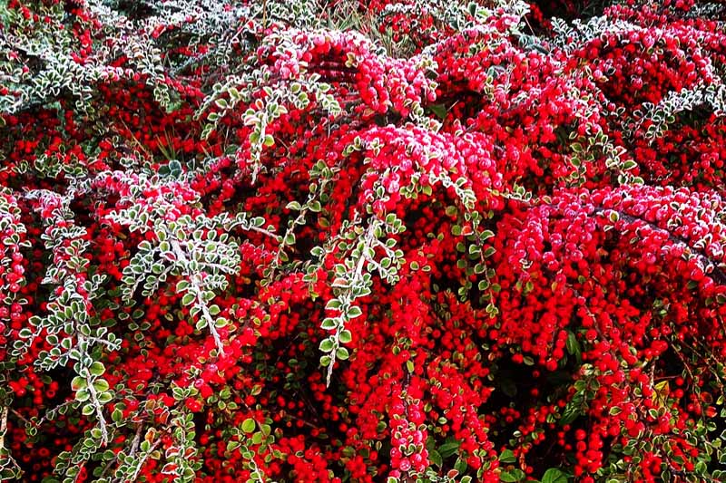 Bright red cotoneaster berries in the first frosts.