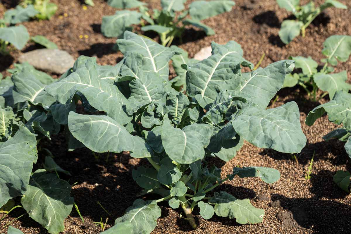 Close up of a broccoli plant, yet to form a head, a soft focus background of soil and other plants.