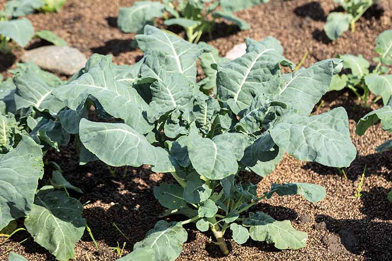 Why Won t My Broccoli Form Heads 9 Essential Tips Gardener s Path