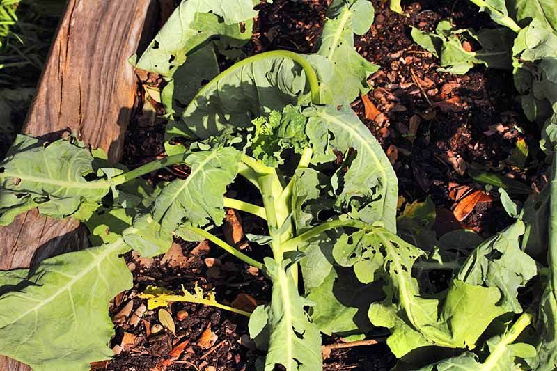 Why Won t My Broccoli Form Heads 9 Essential Tips Gardener s Path
