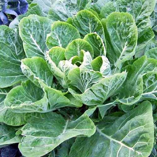 Close up of a head of the 'Champion' variety of collard greens, with large green leaves and white veins on the outside of the plant, and smaller, tighter leaves on the inside, at the center of the frame.