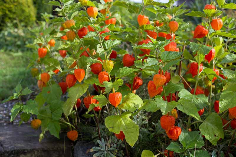 Chinese lantern (Physalis alkekengi) in the fall with colorful seed pods.