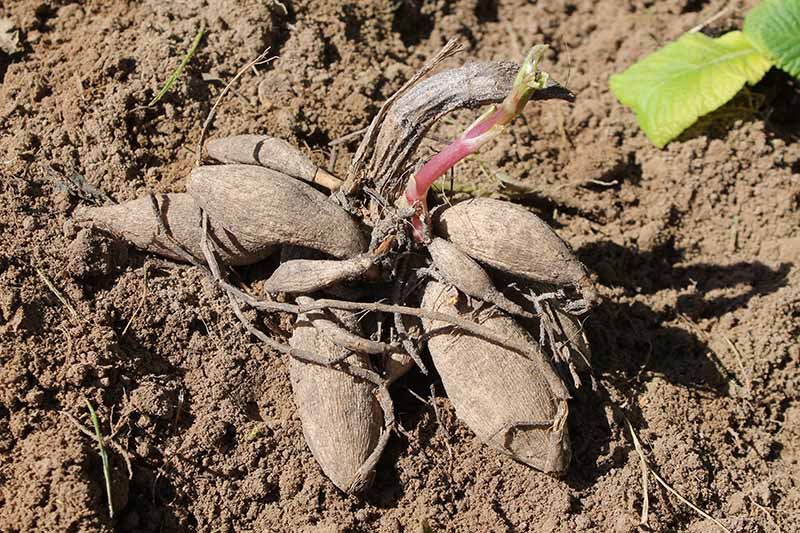 A cluster of dahlia tubers, freshly dug up on a background of soil, with a green leaf on the top right of the frame, in bright sunshine.