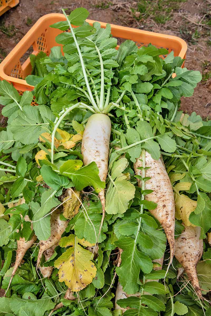 Vertical image of daikon radishes with their green tops leaning up against an orange plastic basket on soil.