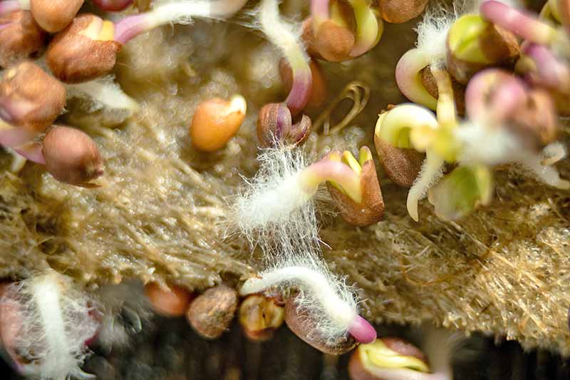Close up of daikon spouts, clearly showing the furry roots coming out of the seeds.