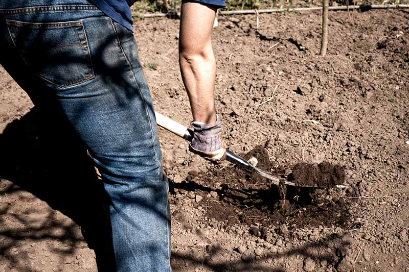 A man, pictured from behind, digging soil with a fork, wearing blue jeans, a blue t shirt and gardening gloves. The soil in the background is dry, contrasting with the freshly dug soil which is a rich earthy brown.