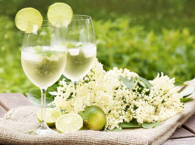 Two elderflower cocktails in wine glasses with slices of lime in a garden setting. Fresh elderflowers are to the right.