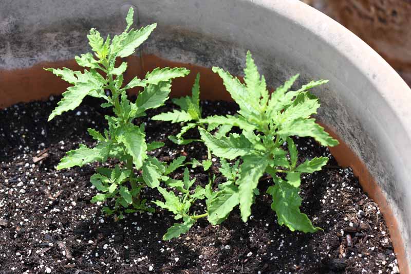 Epazote herb seedlings growing in a bucket.
